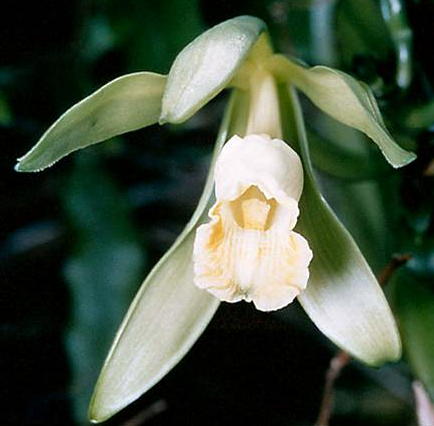 Vanilla Orchid or Vanilla planifolia on the vine.